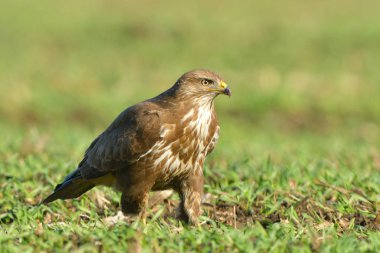 Bayağı Şahin (Buteo buteo) kış yeşil çimenlerin üzerinde
