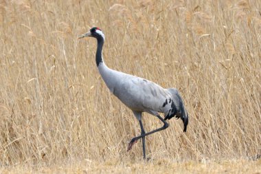 Bayağı turna (Grus grus), sonbahar, alanın üzerinde