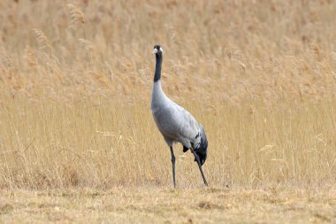 Bayağı turna (Grus grus), sonbahar, alanın üzerinde