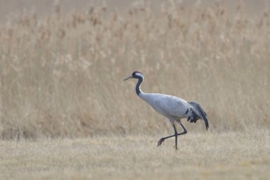 Bayağı turna (Grus grus), sonbahar, alanın üzerinde