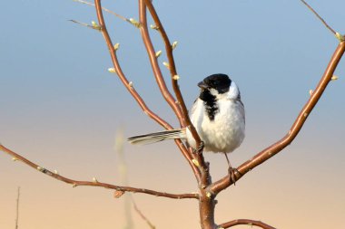 Ortak Reed kiraz kuşu (Emberiza schoeniclus) bir ağaç üzerinde