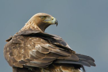 Kaya kartalı (Aquila crysaetos) portre