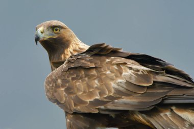 Kaya kartalı (Aquila crysaetos) portre