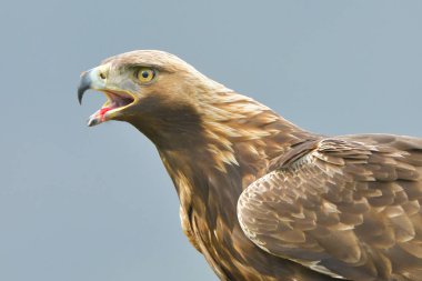 Kaya kartalı (Aquila crysaetos) portre