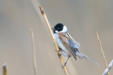 Ortak reed kiraz kuşu (Emberiza schoeniclus) bir kamış sopa