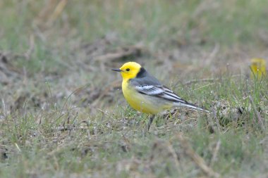 Yere Citrine Kuyruksallayan (Motacilla citreola)