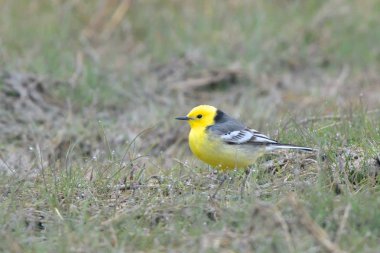Yere Citrine Kuyruksallayan (Motacilla citreola)