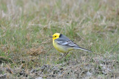 Yere Citrine Kuyruksallayan (Motacilla citreola)