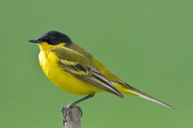 Sarı Kuyruksallayan (Motacilla flava) bahar