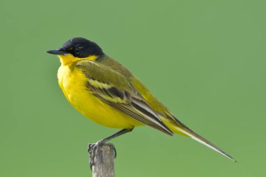 Sarı Kuyruksallayan (Motacilla flava) bahar