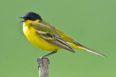 Sarı Kuyruksallayan (Motacilla flava) bahar