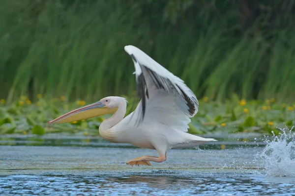 Pelicano Branco Pelecanus Onocrotalus — Fotografia de Stock