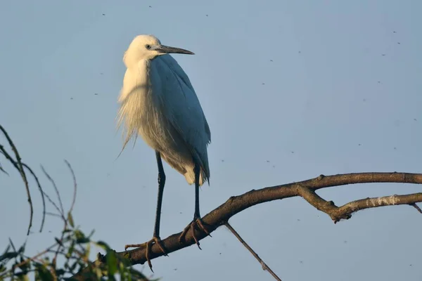 コサギ Egretta Garzetta 木の上 — ストック写真