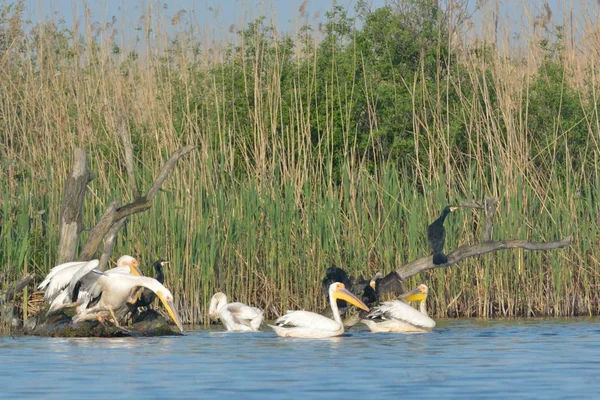 Pelikane Pelecanus Onocrotalus Gruppe Sommer Auf Dem Wasser — Stockfoto