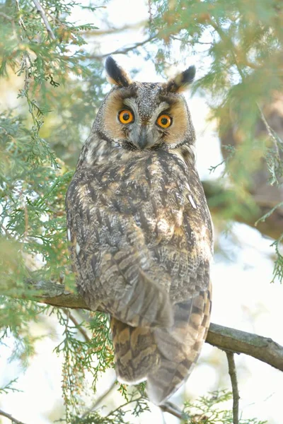 Long Eared Owl Asio Otus Fir Tree — Stock Photo, Image