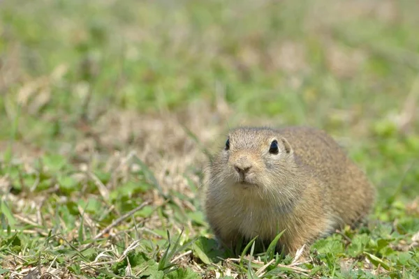 Avrupa Zemin Sincap Souslik Spermophilus Citellus Ilkbaharda Dobruja Çayır Üzerinde — Stok fotoğraf