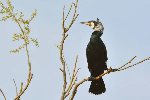 Aalscholver Phalacrocorax Carbo Boom — Stockfoto