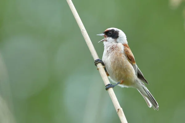 Penduline Tit Remiz Pendulinus Macho Una Rama Primavera — Foto de Stock