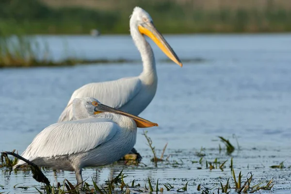 Pelikán Kadeřavý Pelecanus Crispus Deltě Dunaje Létě — Stock fotografie