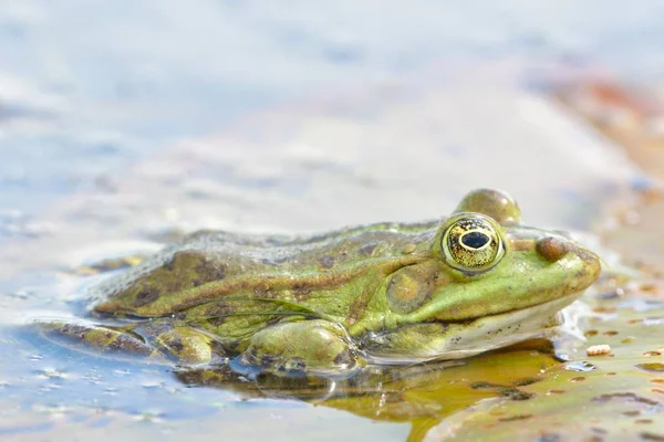 Eetbare Frog Water Zomer — Stockfoto