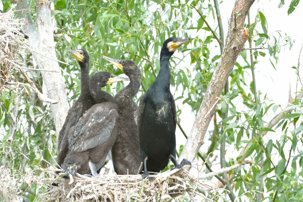 Bra Storskarv Phalacrocorax Carbo Kolonin — Stockfoto