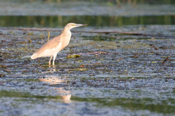 Squacco Airone Ardeola Ralloides Cerca Cibo Nel Delta Del Danubio — Foto Stock