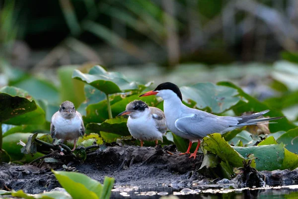 Common Tern Sterna Hirundo Colony Chick — Stock Photo, Image