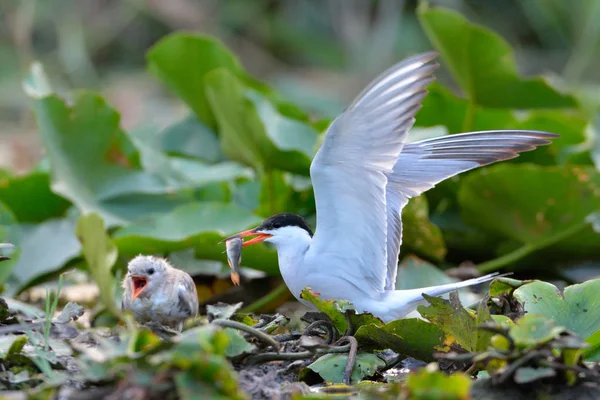 Common Tern Sterna Hirundo Mother Offer Fish Chick — Stock Photo, Image