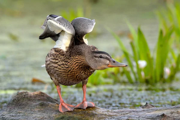 Mallard Duck Anas Platyrhynchos Female Log Summer — Stock Photo, Image