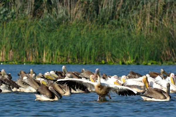 Pelikán Bílý Pelecanus Onocrotalus Loví Společně Jejich Mláďata Podzim — Stock fotografie