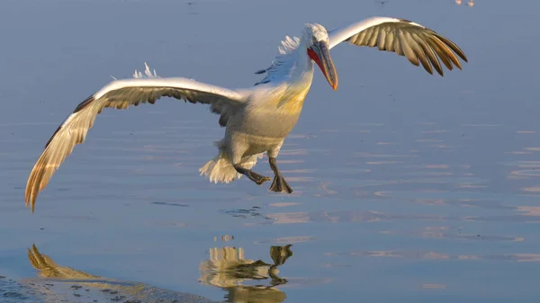 Dalmatian Pelican Pelecanus Crispus Landing Water — Stock Photo, Image