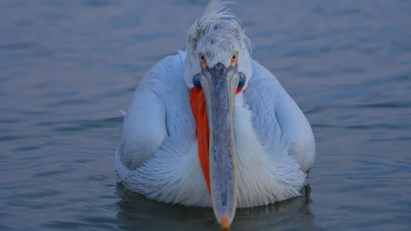 Dalmatian Pelican Pelecanus Crispus Water Winter Breeding Plumage — Stock Photo, Image