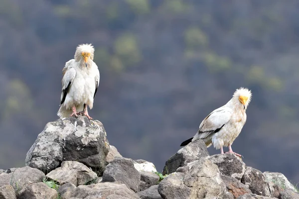 Coppia Avvoltoio Egiziano Neophron Percnopterus Cima Alle Montagne — Foto Stock