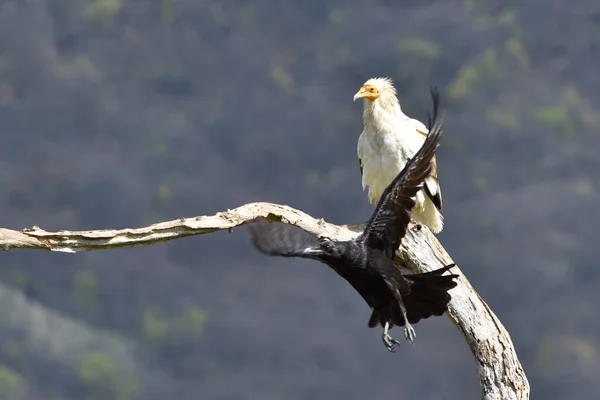 Avvoltoio Egiziano Corvo Tra Montagne — Foto Stock