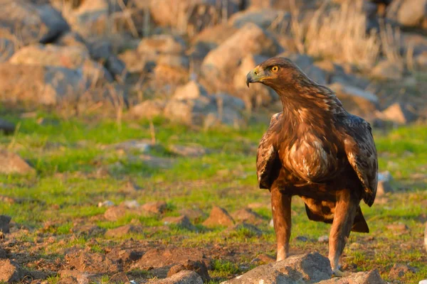 Aquila Reale Aquila Chrysaetos Seduto Terra — Foto Stock