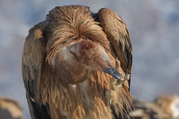 Griffon Abutre Gyps Fulvus Arranhando Paisagem Inverno — Fotografia de Stock