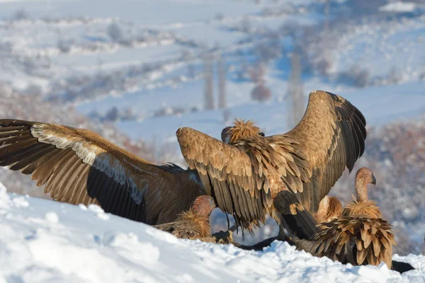 Szlachetne Sępy Gyps Fulvus Jeść Zimą Góry — Zdjęcie stockowe