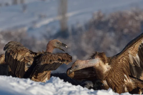 鹫秃鹫 Fulvus 在冬天风景 — 图库照片