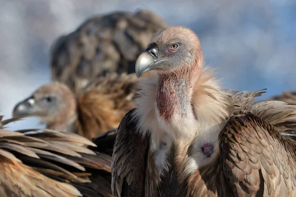 Griffon Abutres Gyps Fulvus Paisagem Inverno Nas Montanhas — Fotografia de Stock