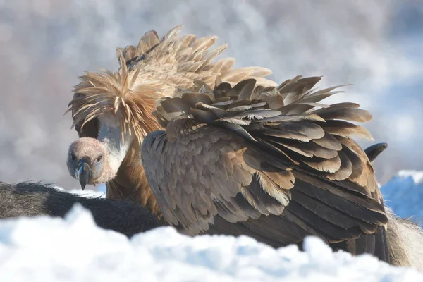 Avvoltoio Grifone Gyos Fulvus Nel Paesaggio Invernale — Foto Stock