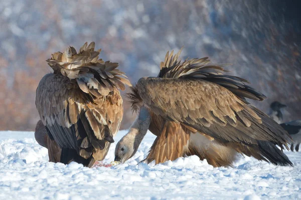 Szlachetne Sępy Gyps Fulvus Krajobraz Zimowy Góry — Zdjęcie stockowe