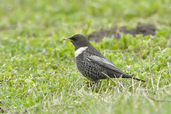 Ouzel Turdus Toquatus 在地面上 — 图库照片