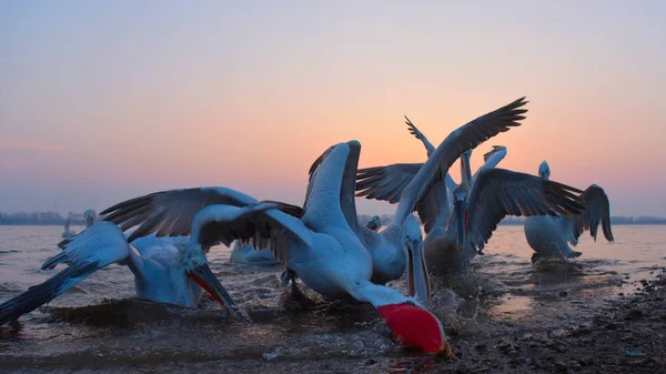 Pelikán Kadeřavý Pelecanus Crispus Rybaření — Stock fotografie