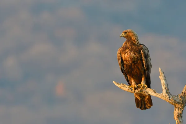 Aquila Reale Aquila Chrysaetos Ramo Inverno — Foto Stock