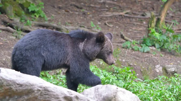 Άγρια Καφέ Αρκούδα Ursus Arctos Από Καρπάθια Βουνά Στο Δάσος — Φωτογραφία Αρχείου