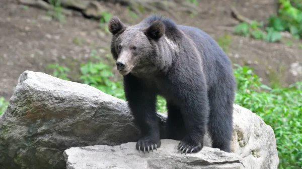 Wild Brown Bear Ursus Arctos Carpathian Mountains Forest — Stock Photo, Image