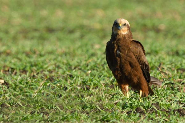 Marsh Harrier Circus Aeruginosus Female Field Green Grass — Stock Photo, Image