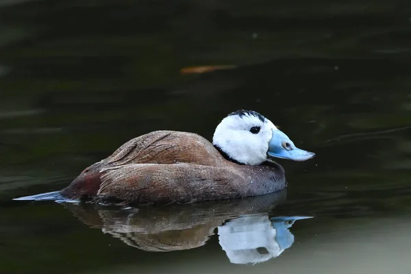 Kékcsőrű Réce Oxyura Leucocephala Férfi Víz — Stock Fotó