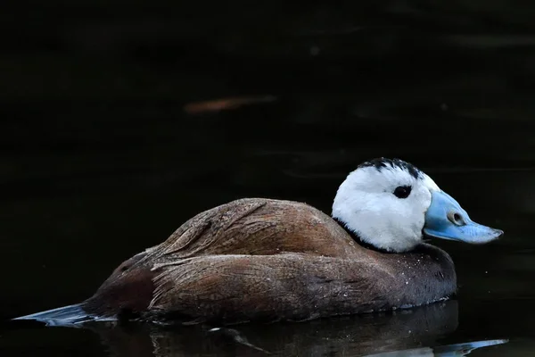 Weißkopfruderente Oxyura Leucocephala Männchen Auf Dem Wasser — Stockfoto