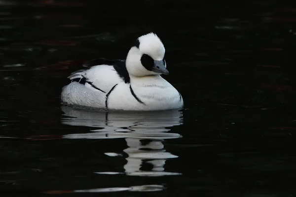 Salskrake Mergellus Albellus Vatten Med Reflektion — Stockfoto